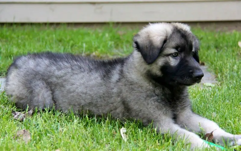 Shiloh Shepherd Puppies For Sale