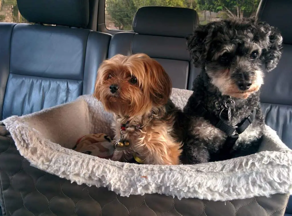 Shorkie Breed