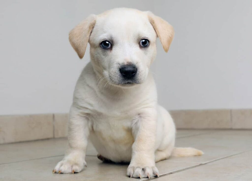 Siberian Husky Beagle Mix