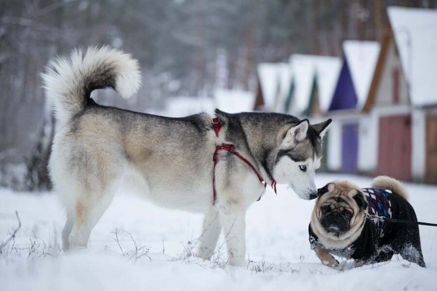 Siberian Husky With A Pug