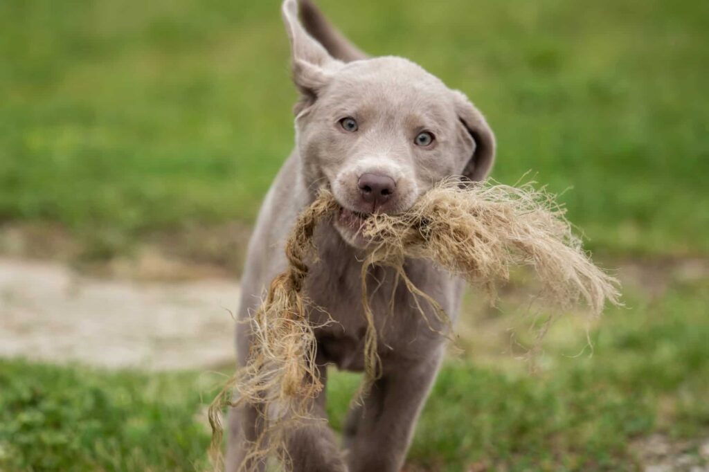 Silver Lab Playing