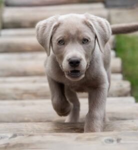 Silver Labrador Puppies For Sale