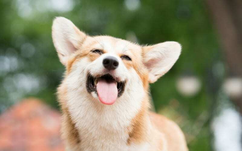 Smiling Dog