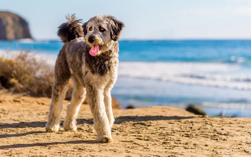 Standard Aussiedoodle at the beach