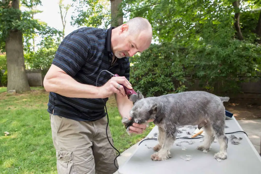 How to Sharpen Dog Clippers Dogable