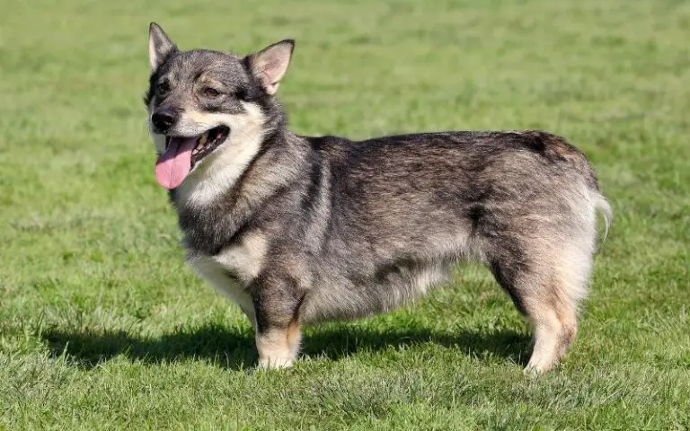 Where to Find Swedish Vallhund Puppies for Sale - Dogable