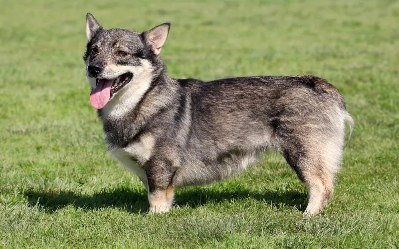 Swedish Vallhund Puppies For Sale