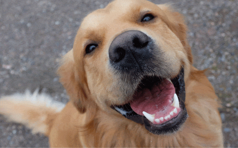 Teach Dog To Smile On Command