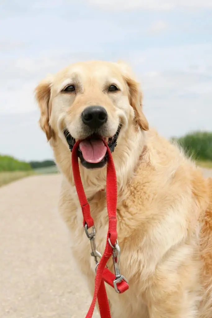 Teach Golden Retriever How To Run