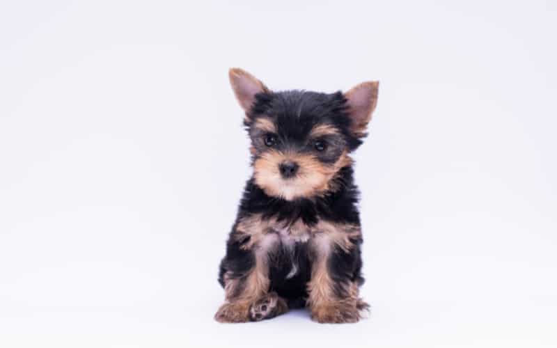 Tiny Teacup Yorkie Puppies For Sale