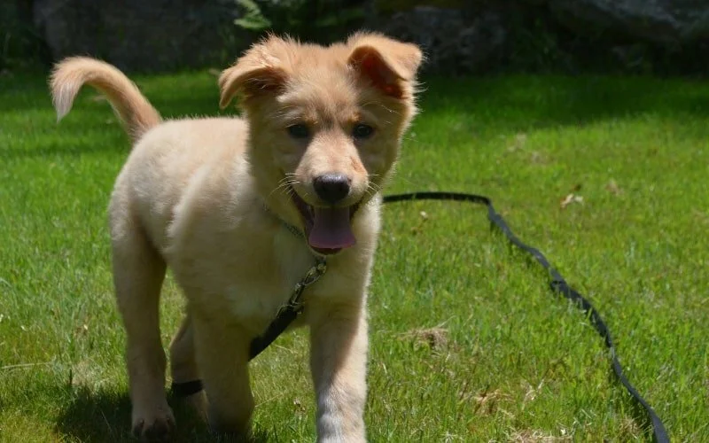 Toller Puppy For Sale
