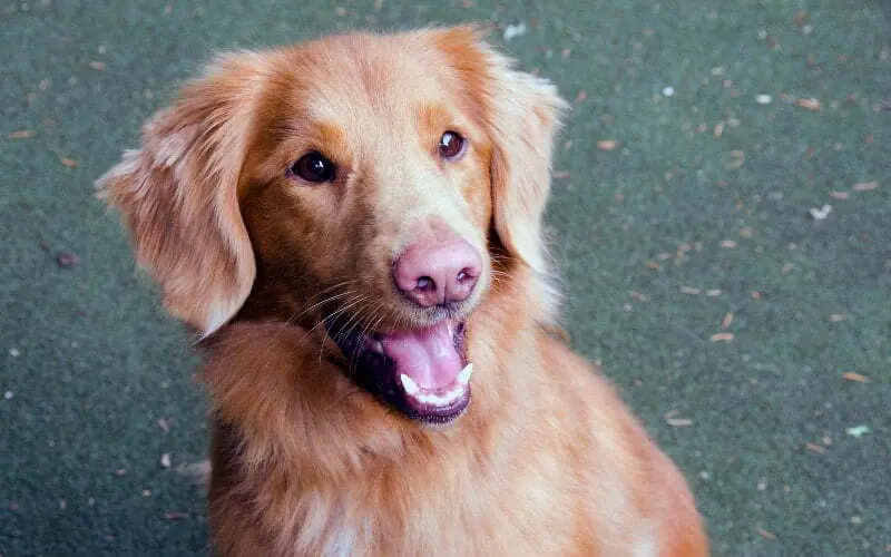 Toller Rescue