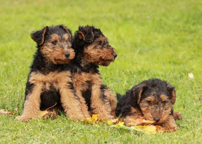 Welsh Terrier Puppies For Sale