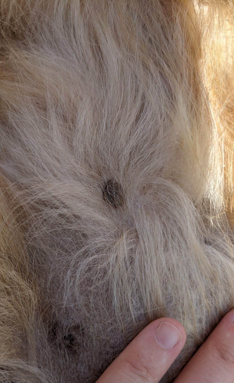 Do Male Dogs Have Nipples? Dogable