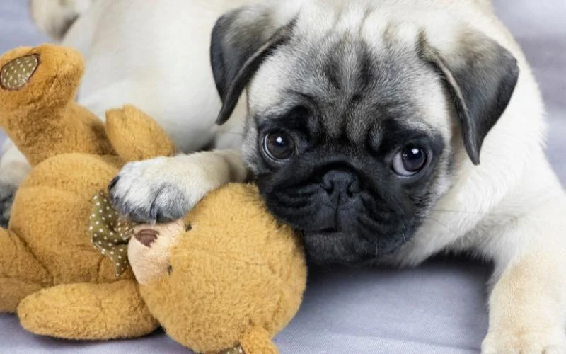 What Do Pugs Like To Play With