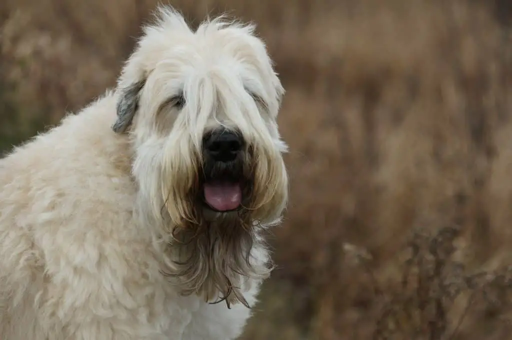 Wheaten Terrier Adult