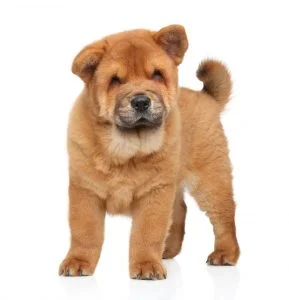 Where To Find Chow Chow Puppies For Sale