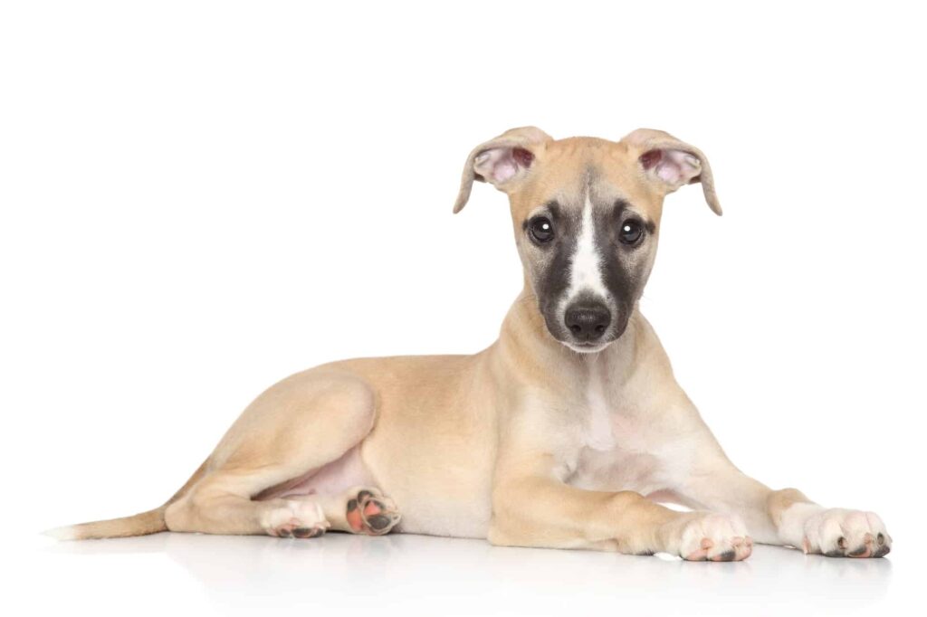 Where To Find Whippet Puppies For Sale