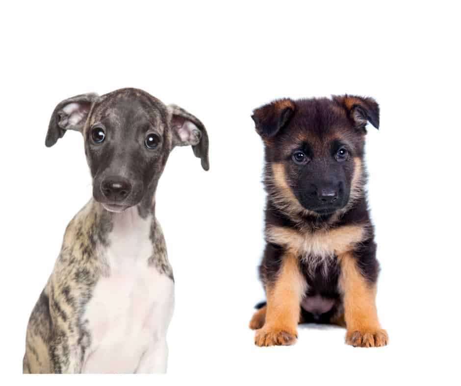 Whippet And German Shepherd Puppy
