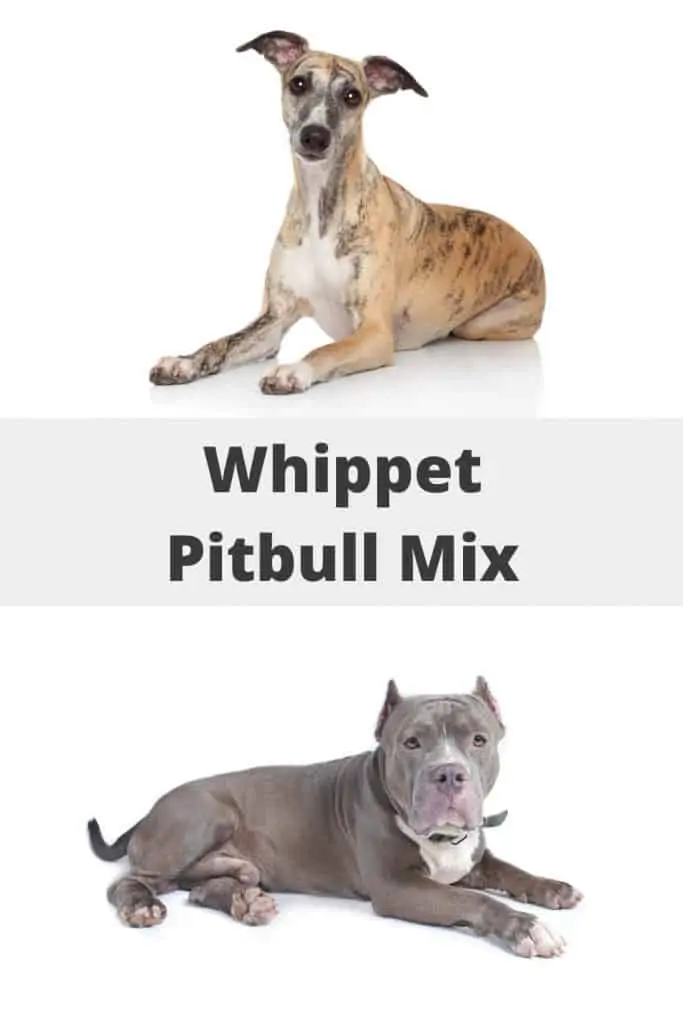 Whippet Pitbull Mix