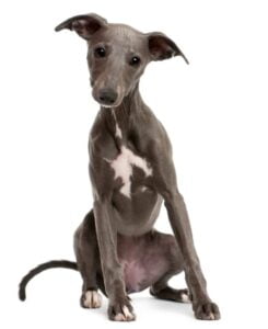 Whippet Puppies For Sale