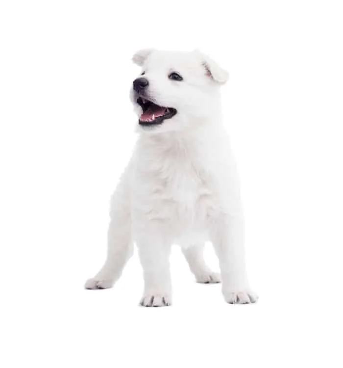 White Swiss Shepherd Puppies For Sale
