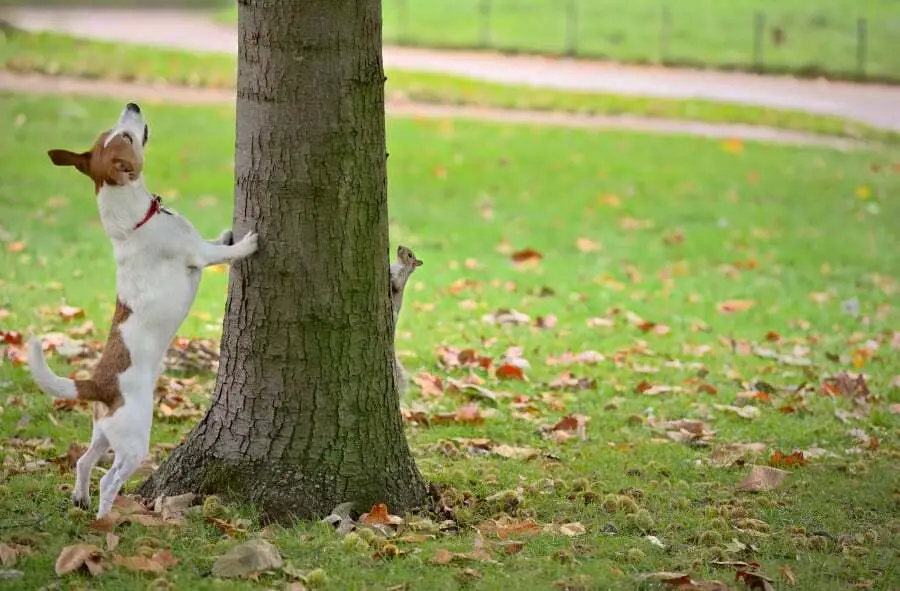 Why Do Dogs Chase Squirrels