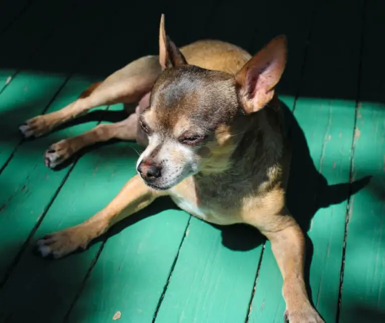 Why Do Dogs Lay in the Sun? Dogable