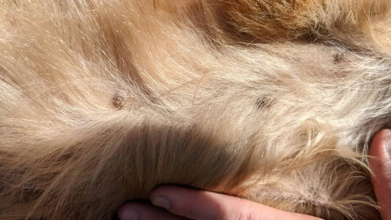 do-male-dogs-have-nipples-dogable