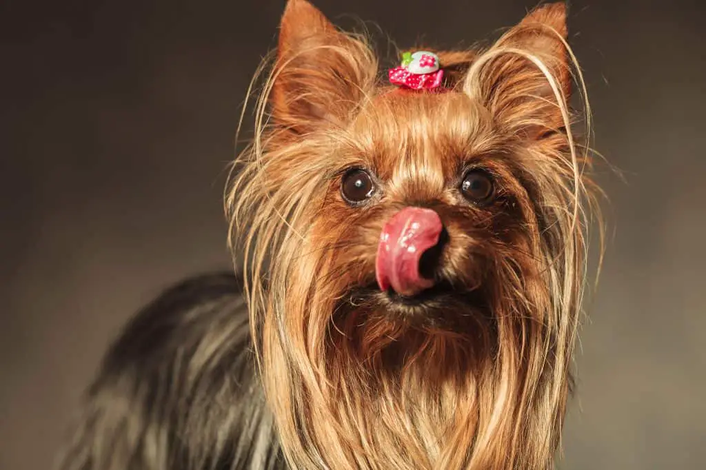 Why Do Yorkies Lick So Much