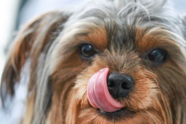 Why Do Yorkies Lick?