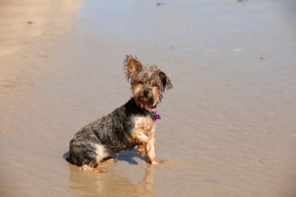 Why Do Yorkies Stink