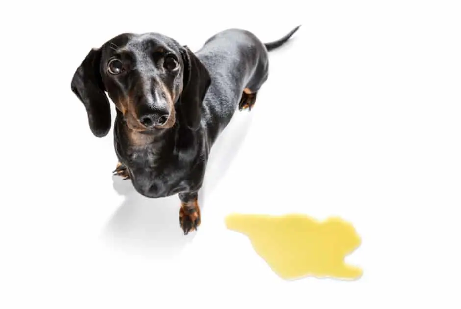 Why Does My Dog Pee On My Bed