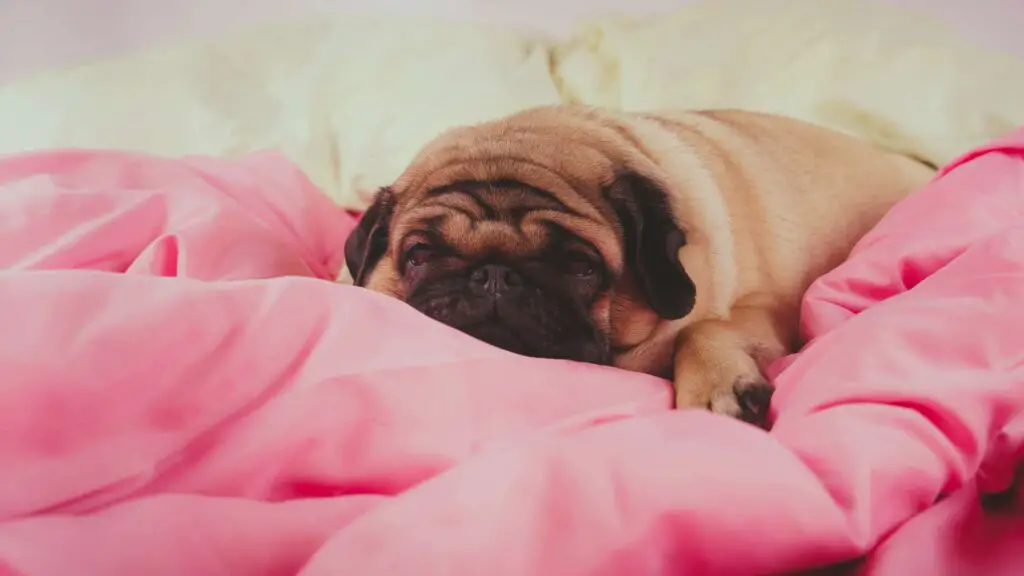 Why Dogs Sleep With Eyes Open