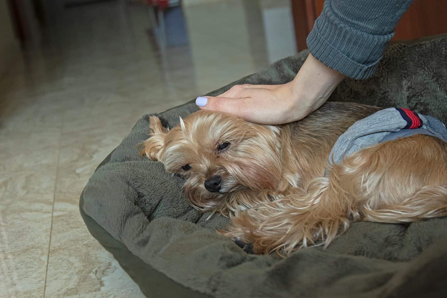 Why is My Yorkie Shaking? Dogable