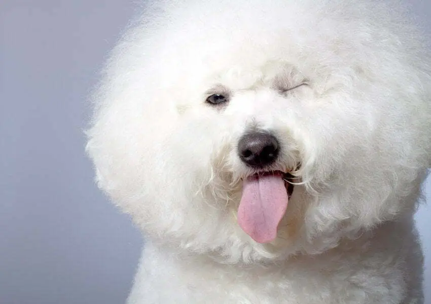 Winking Dog