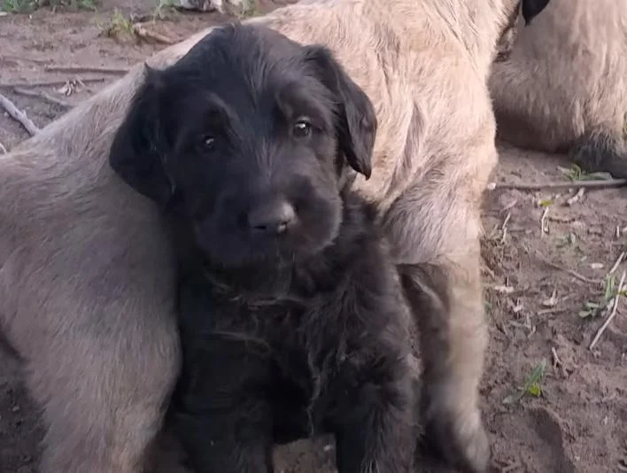Wolfadoodle Puppies For Sale
