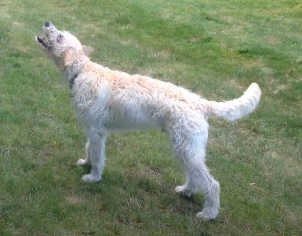 Wolfadoodle Puppy For Sale