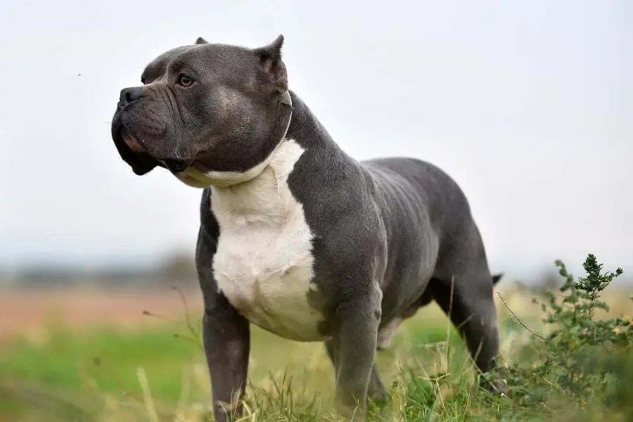 XL American Bully Rescue