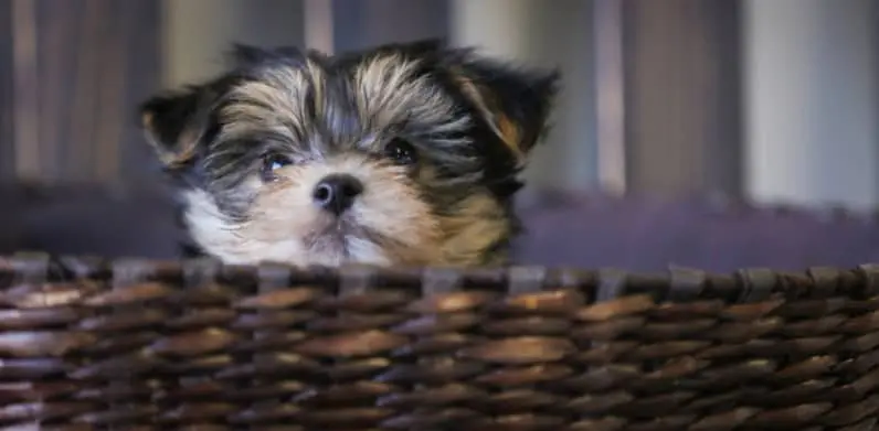 Yochon Puppies For Sale