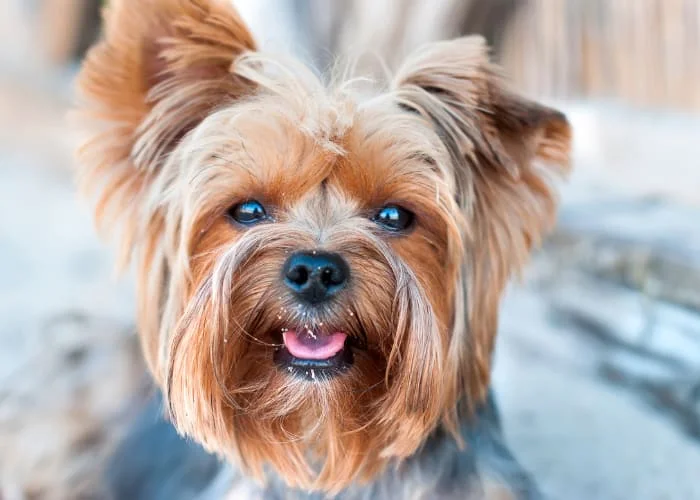 Yorkie Dog Breed