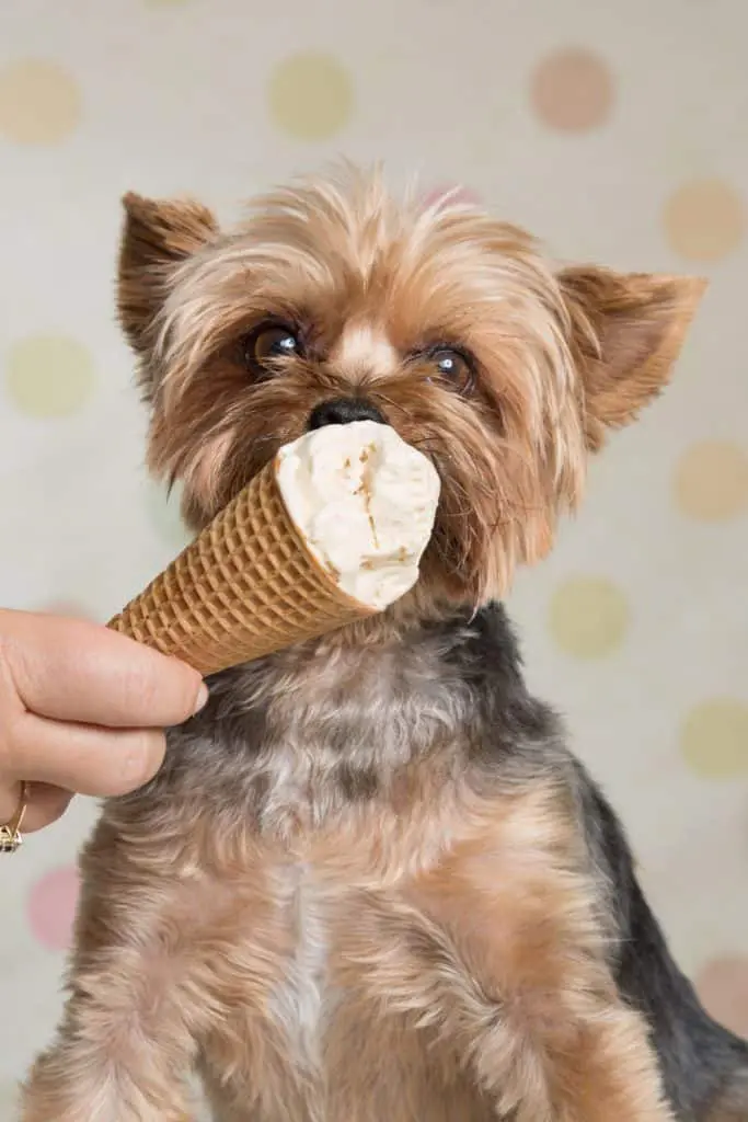Yorkie Eating Ice Cream