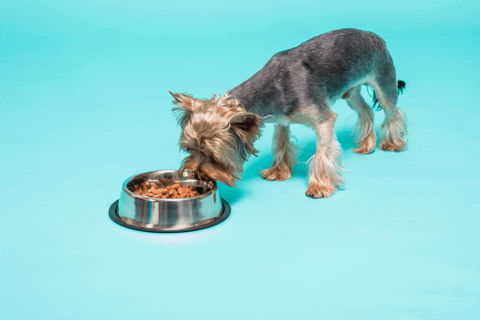 Yorkie Foods To Avoid Dogable