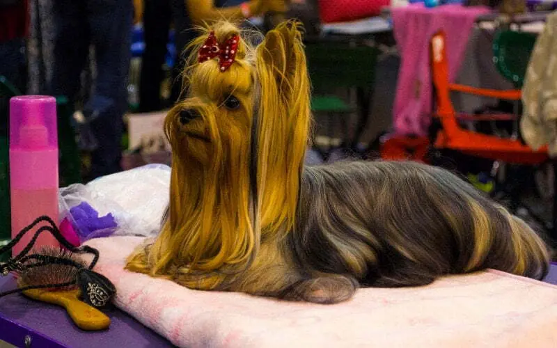 Yorkie Groomed