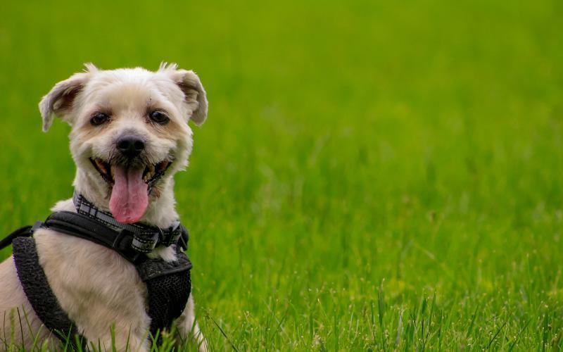 Yorkie Shih Tzu Mix