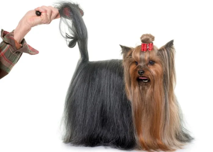 Yorkshire Terrier Grooming