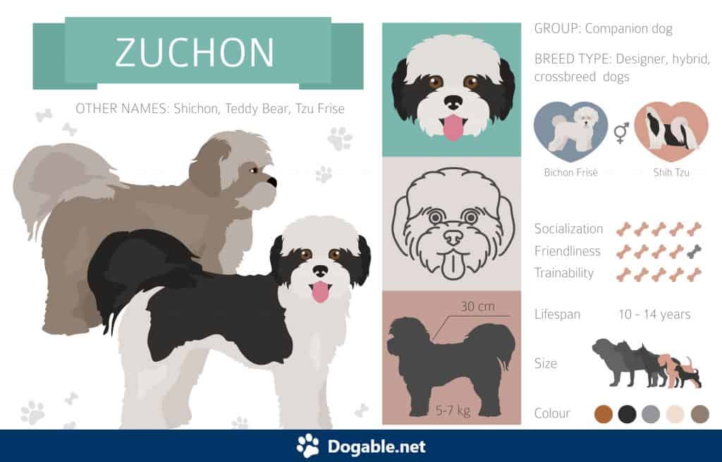 Zuchon Infographic